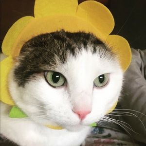 Meet your Posher, Sydney